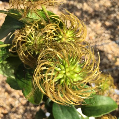 Clematis 'Nelly Moser'