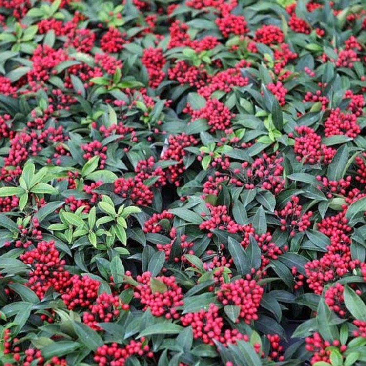 Plant image Skimmia japonica subsp. reevesiana