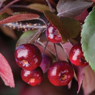 Malus 'Royalty'