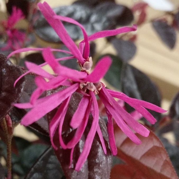Plant image Loropetalum chinense var. rubrum 'Fire Dance'