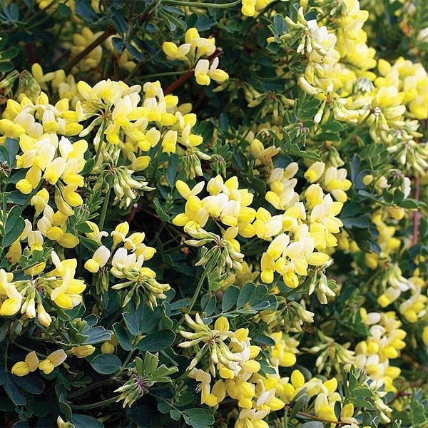Plant image Coronilla valentina subsp. glauca 'Citrina' syn. Coronilla glauca 'Citrina', Coronilla valentina 'Citrina'