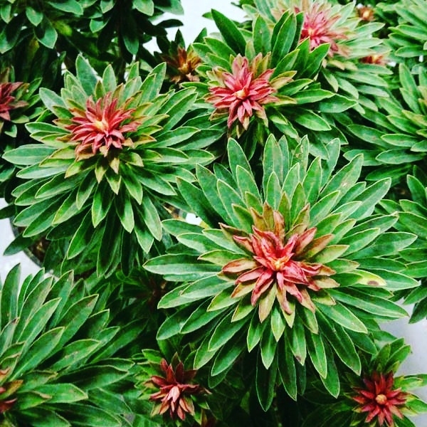 plant image 591821