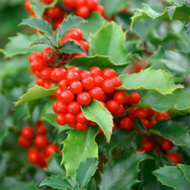 Ilex aquifolium