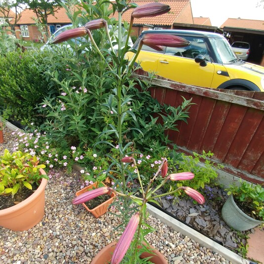 plant image 139784 plant image 139784