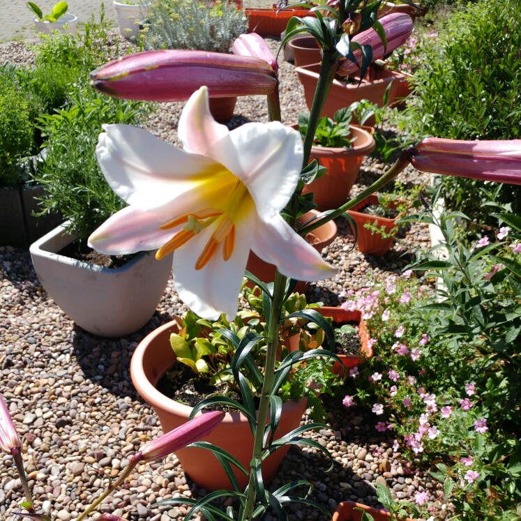 plant image 145466 plant image 145466