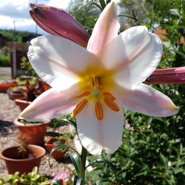 plant image 145467 plant image 145467