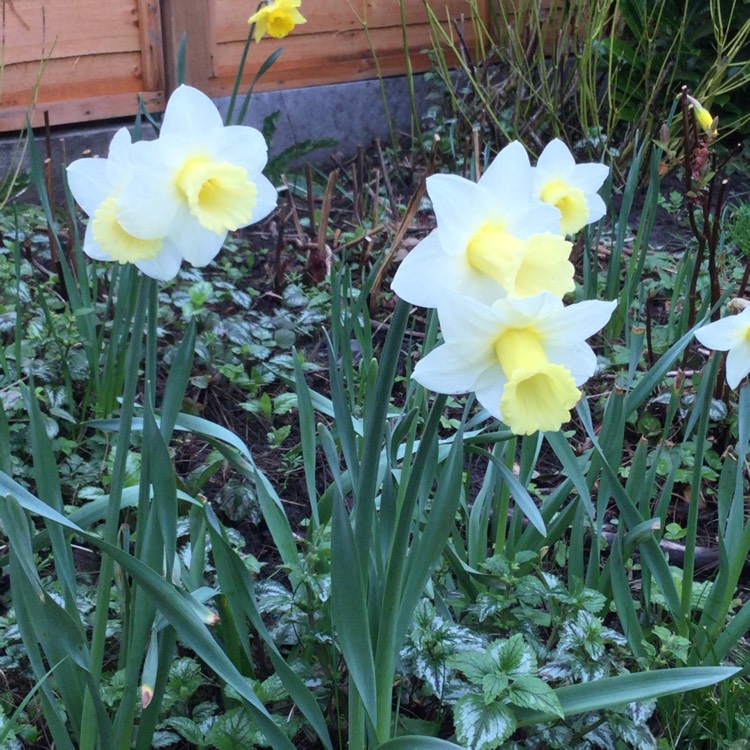 Plant image Narcissus 'Bell Song'