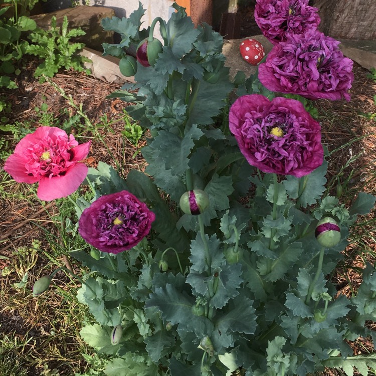 Plant image Papaver somniferum 'Double Lilac'