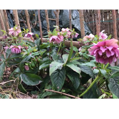 Hellebore