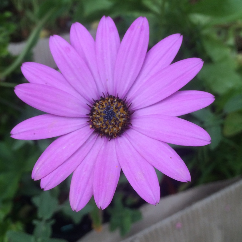 Plant image Dimorphotheca pluvialis
