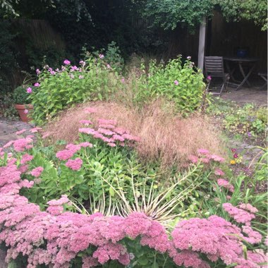 Sarah's garden