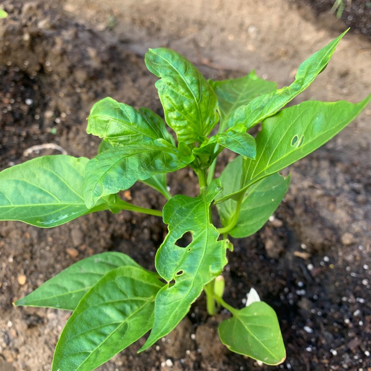 Plant image Capsicum annuum var. annuum 'Islander'