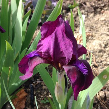 Bearded Iris 'Cherry Garden' (Standard Dwarf)