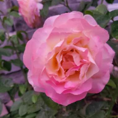 Rose (Hybrid Tea)