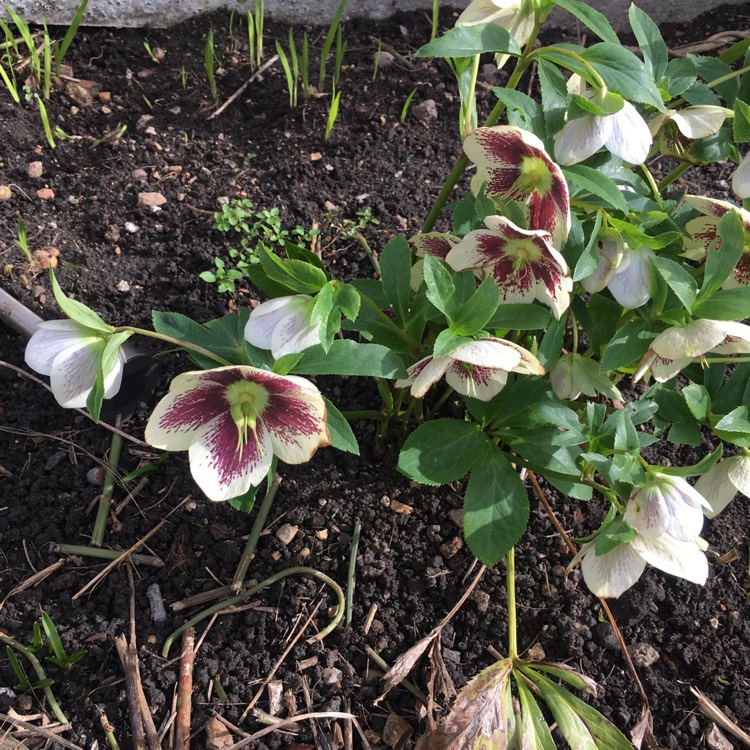Plant image Helleborus x hybridus 'Hlr 210' (Spring Promise Series) syn. Helleborus x hybridus 'SP Lily'