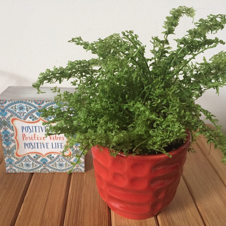 Plant image Nephrolepis Exaltata 'Green Fantasy'