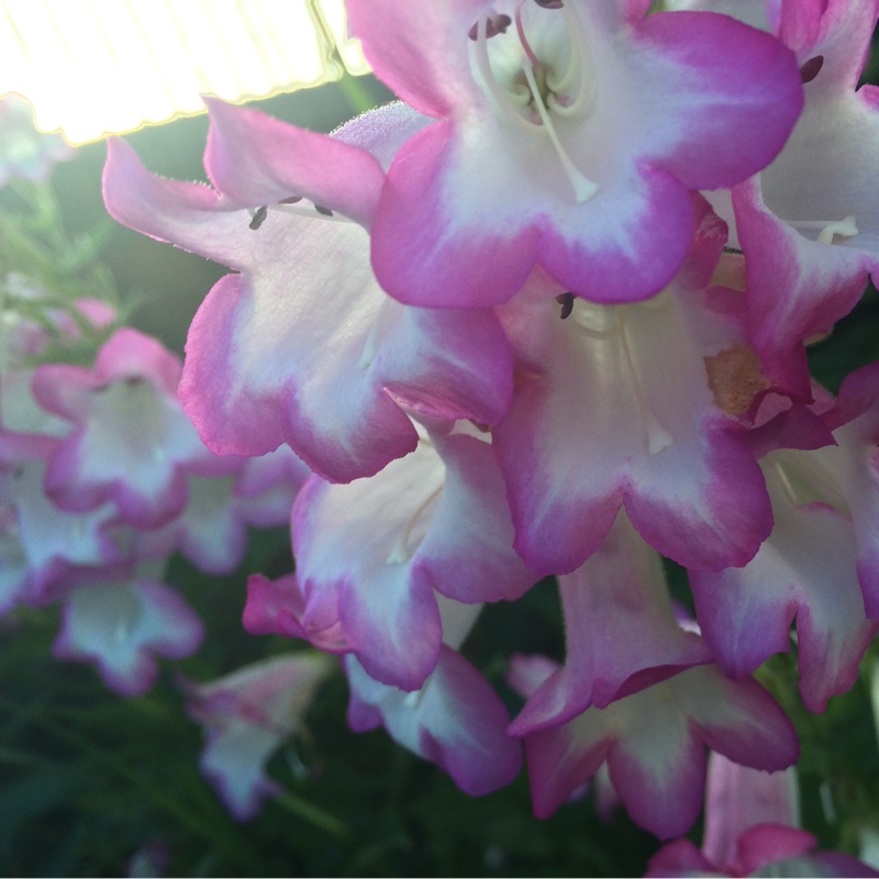 Beardtongue 'Pensham Laura'