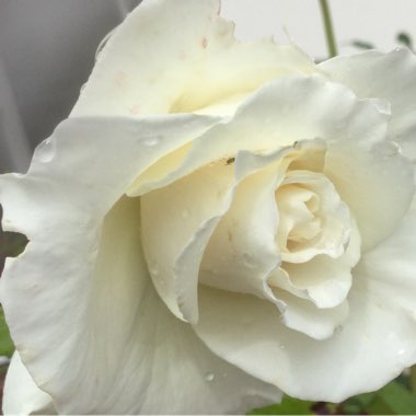 Floribunda Rose 'The Birthday Rose'