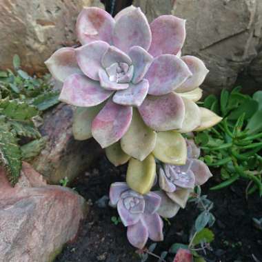 Graptopetalum 'Purple Delight'