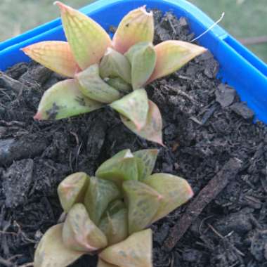 Tiarhn's garden