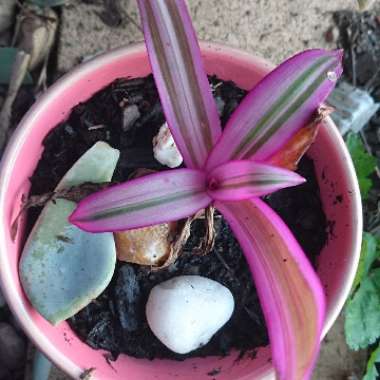 Moses-in-the-Cradle 'Versicolor'