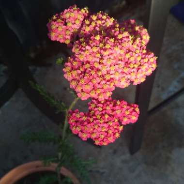 Yarrow 'The Beacon'