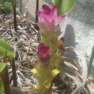 Tiarhn's garden