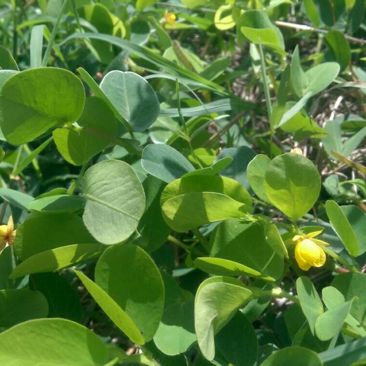 Plant image Arachis pintoi