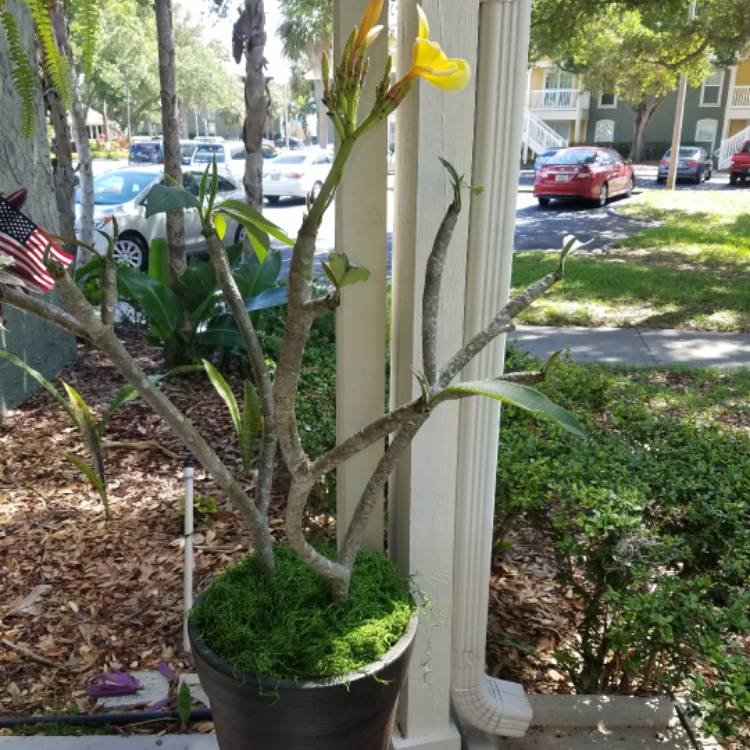 plant image 374337 plant image 374337