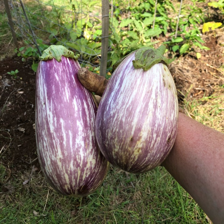 Plant image Solanum melongena 'Pinstripe'