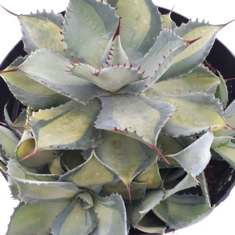Plant image Agave 'Kissho Kan'