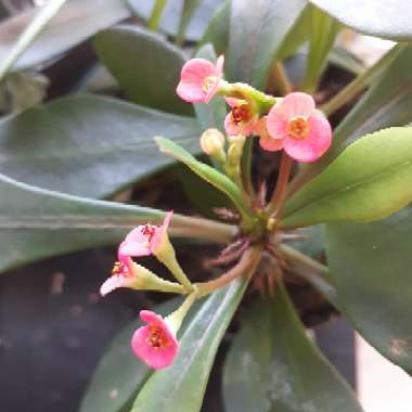 Euphorbia milii