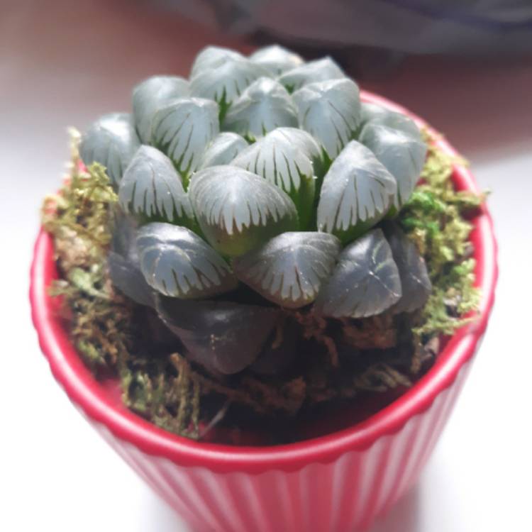 plant image 1229209