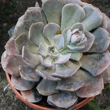 Tiffany 's garden