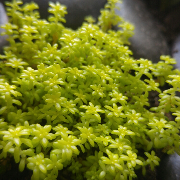 Plant image Sedum japonicum 'Tokyo Sun'