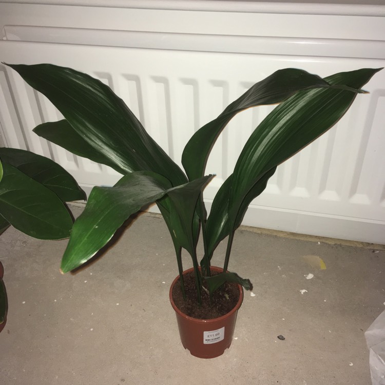plant image 615944