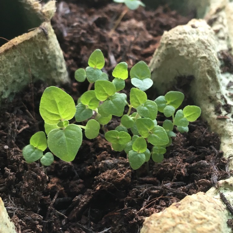 plant image 652785 plant image 652785