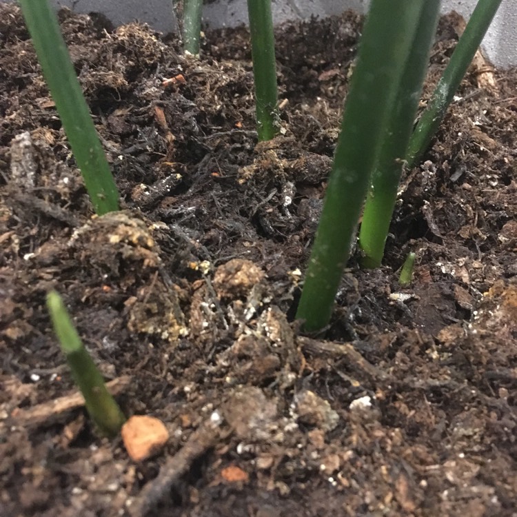 plant image 652787