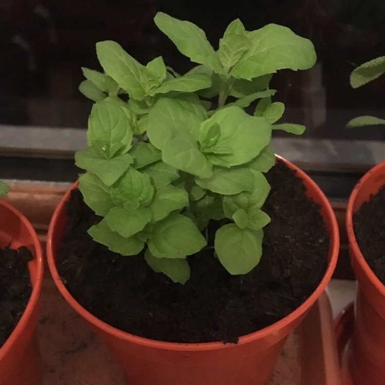 plant image 682827 plant image 682827