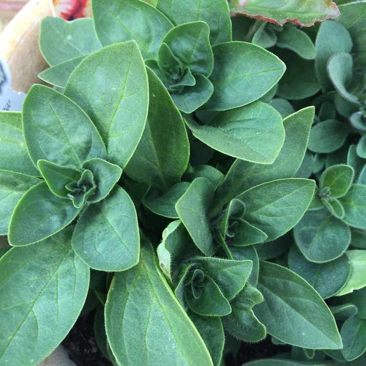 Plant image Petunia Tumbelina 'Susanna'