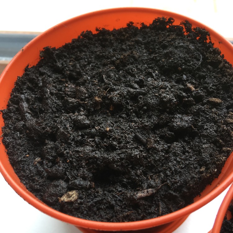plant image 729509