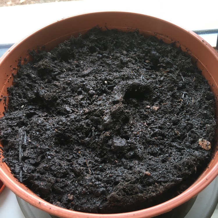 plant image 729515