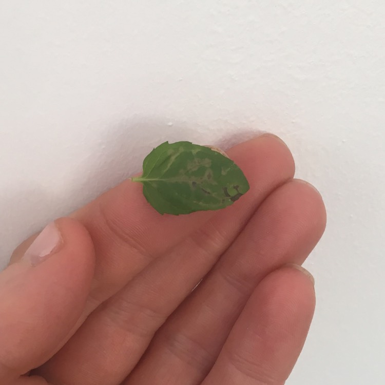plant image 741279 plant image 741279