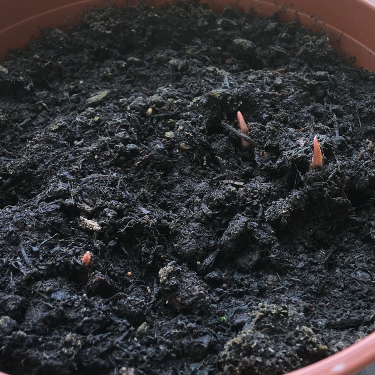plant image 745273