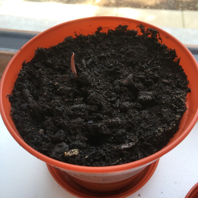 Plant image Caladium 'Pink Beauty'