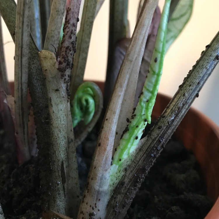 plant image 795381