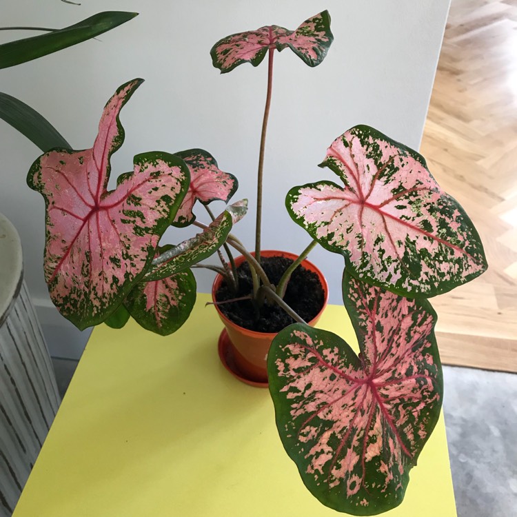 plant image 801846