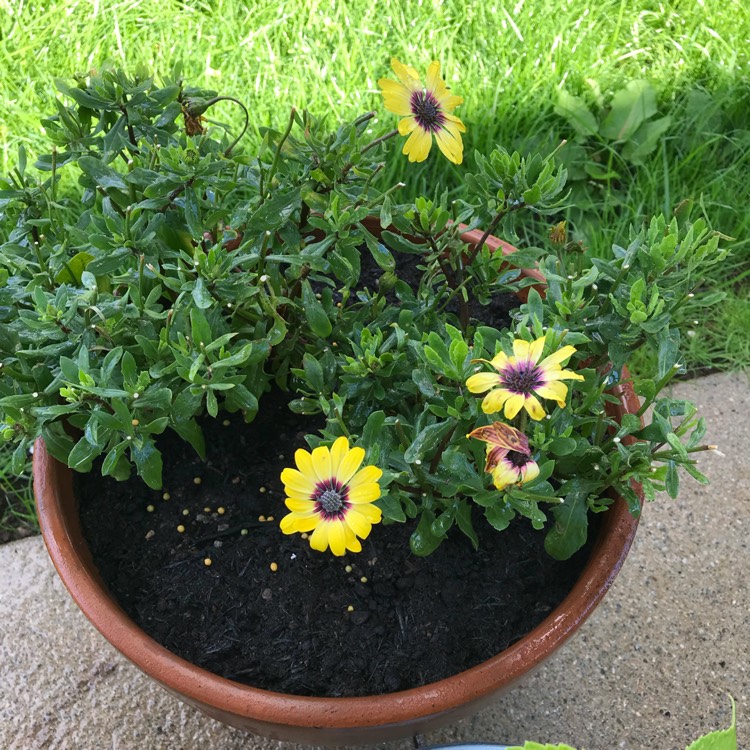 plant image 813162