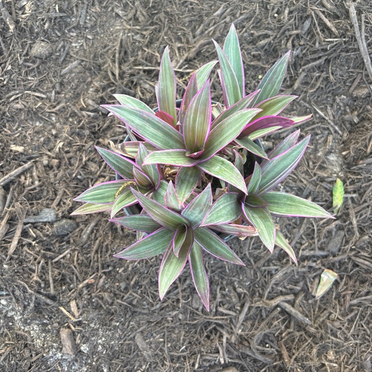 Plant image Tradescantia zebrina 'Discolor'