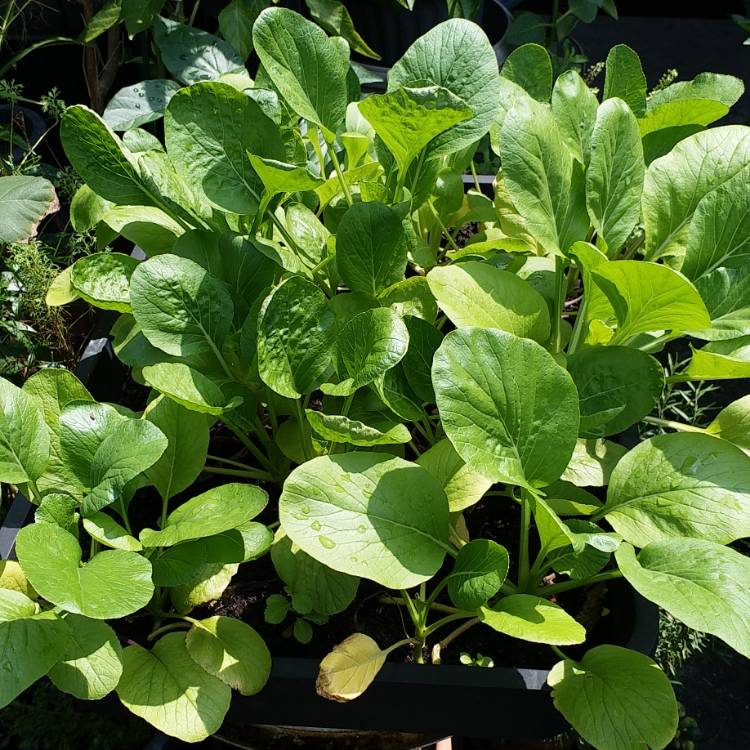 plant image 1093810